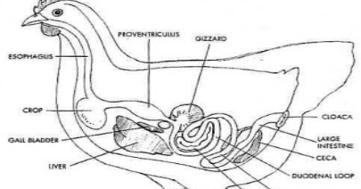 Regulasi Hormonal Endocrine Fowl Systems - Kampus Gratis