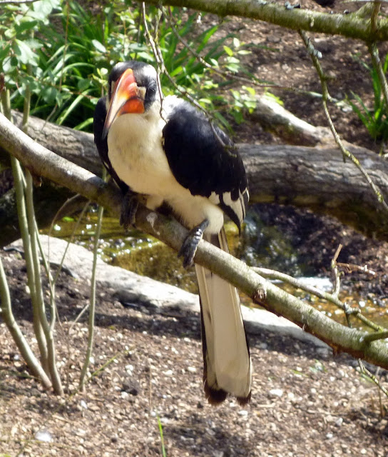 hornbill at marwell zoo
