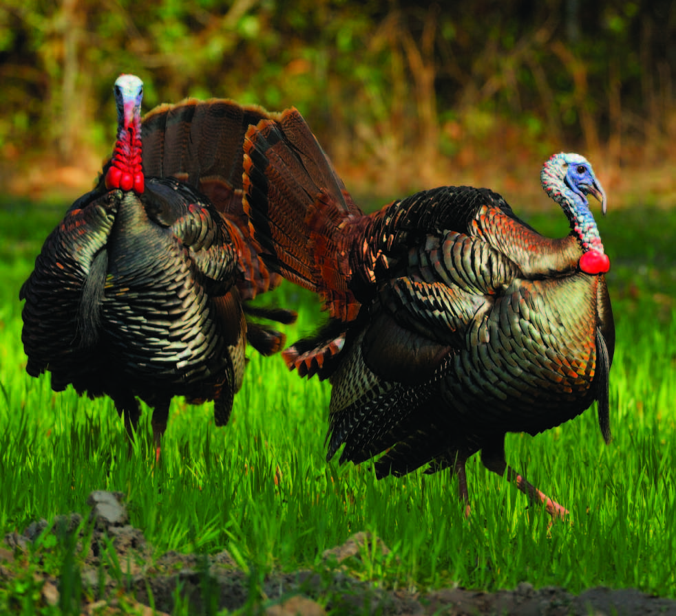Whitetail Institute: How Turkeys Use the Land
