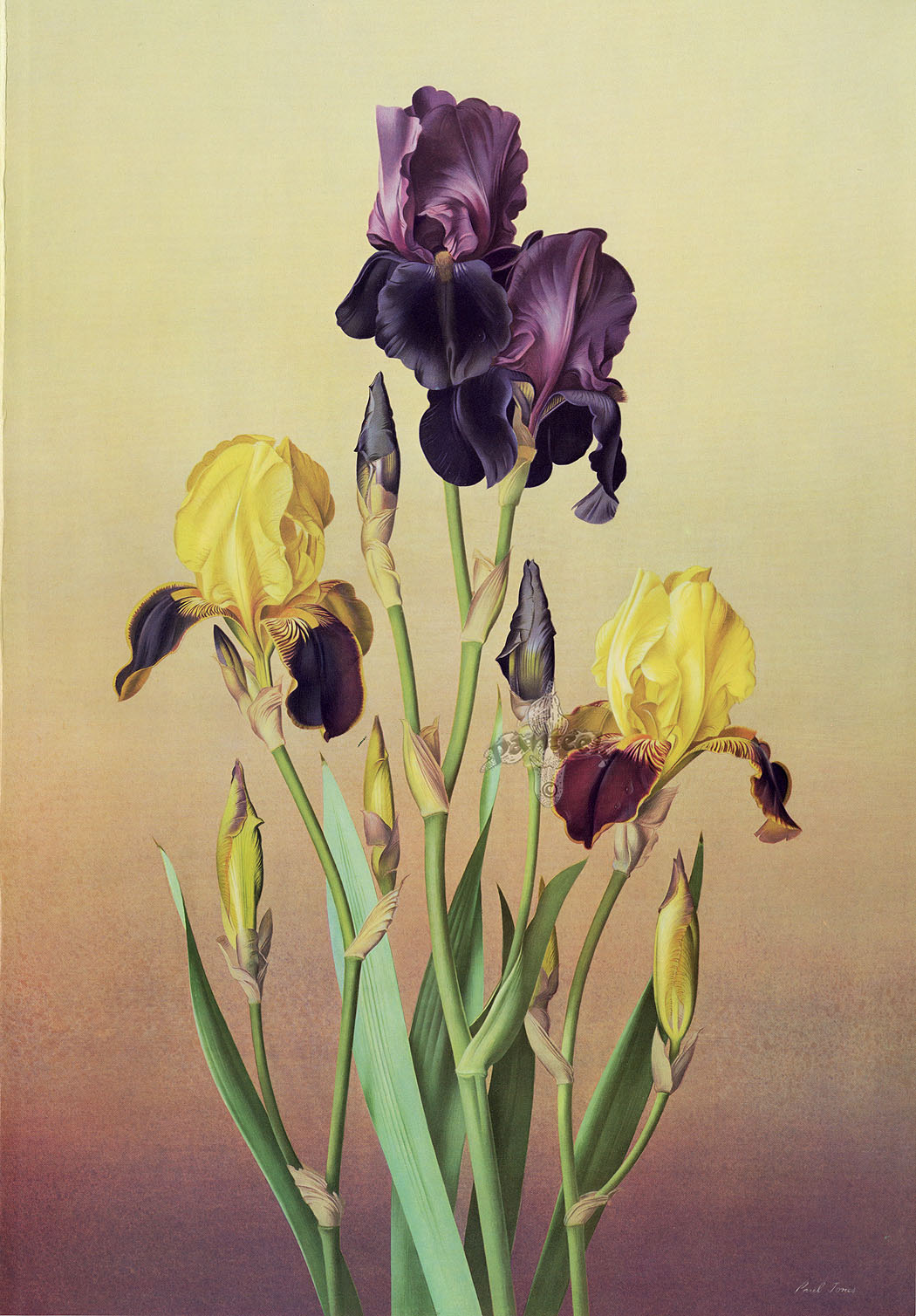 Ирисы александра смольянинова. Ирис guilt by association. Ирис сбоку. Ирис режим работы. Ирис guilt by association.