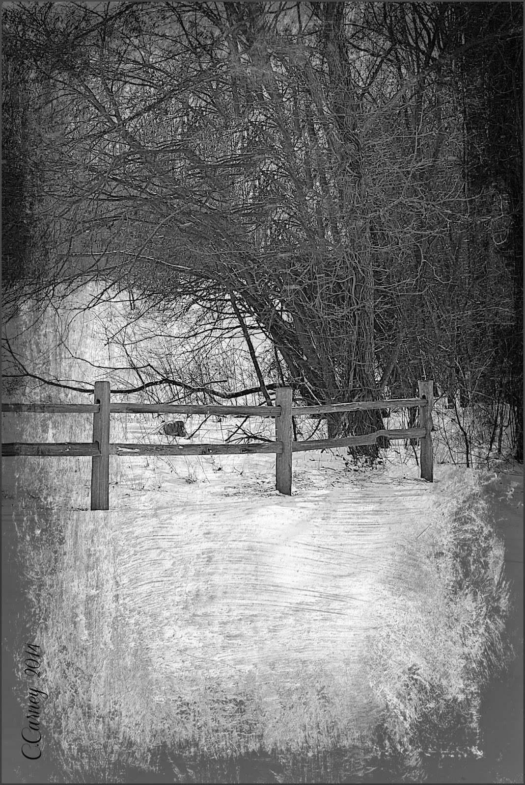 Through Carol's Lens Black and White Challenge on Facebook