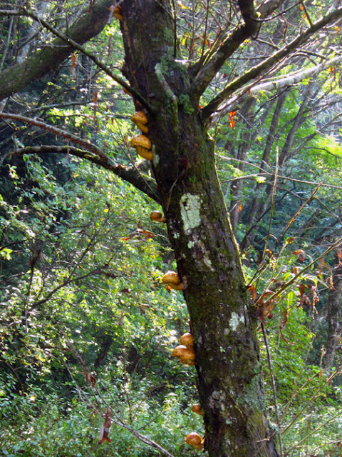 立ち枯れの柳の木に付いたヌメリスギタケモドキ