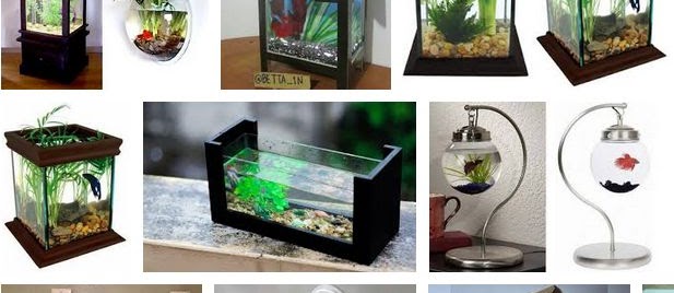 Aquarium Cupang Unik? Berikut Gambarnya yang Cantik
