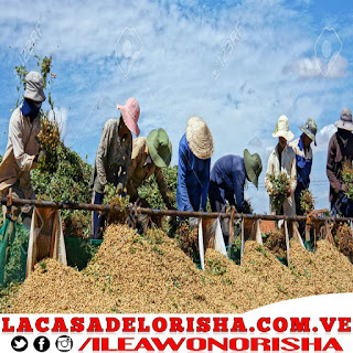 los agricultores de mani pataki de otropu yekun los-agricultores-de-mani-pataki-de-otropu-yekun