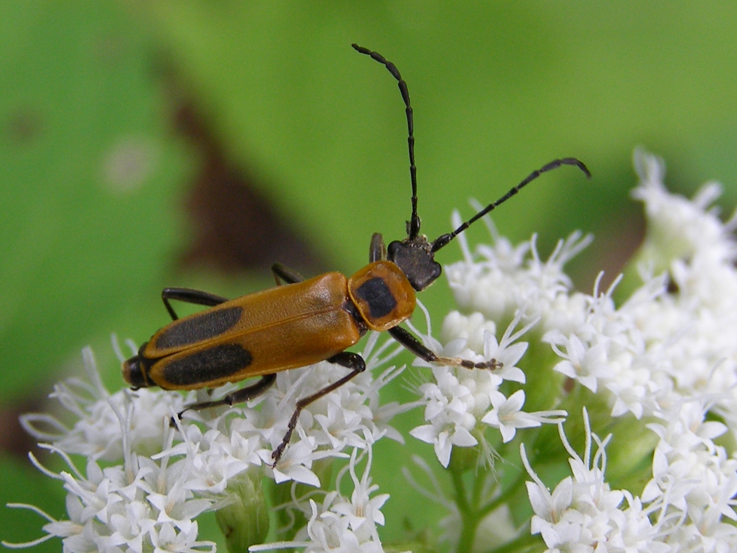 Blue Jay Barrens Goldenrod Soldier Beetle