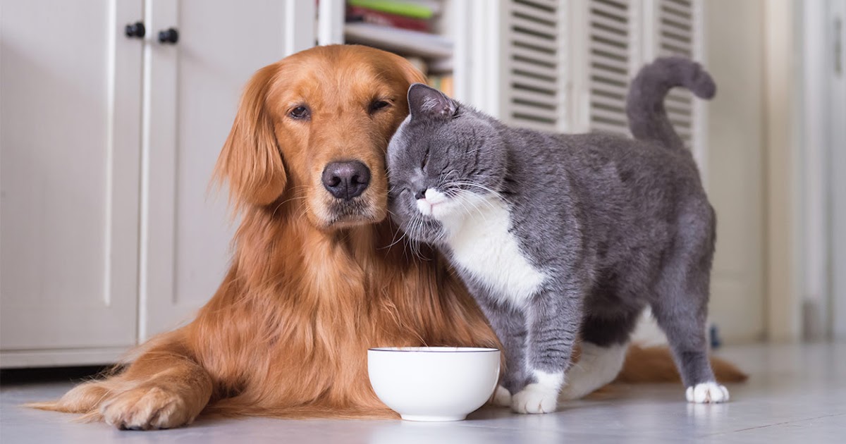 Complete Guide to Dog and Cat Nutrition 