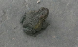 green toad on cement