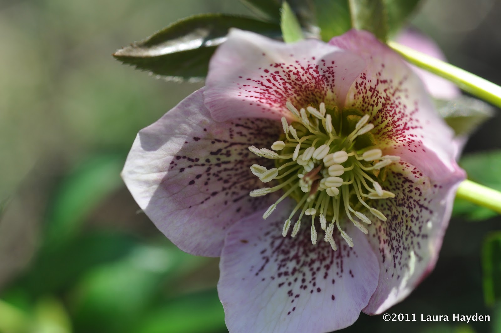 joint hellebore