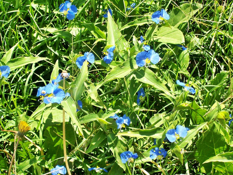 Flora Bonaerense: Santa Lucía flores azules (Commelina erecta)