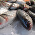 SAÚDE / Doença de Haff leva alerta para consumo de peixe na Semana Santa