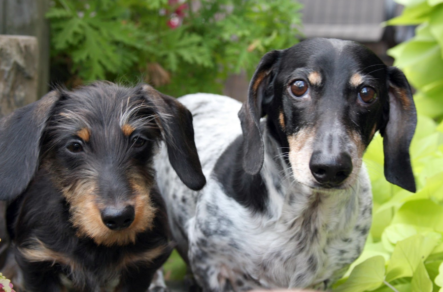 All List Of Different Dogs Breeds Dachshund Dog Small