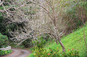 Plum tree blooming on a mountain road
