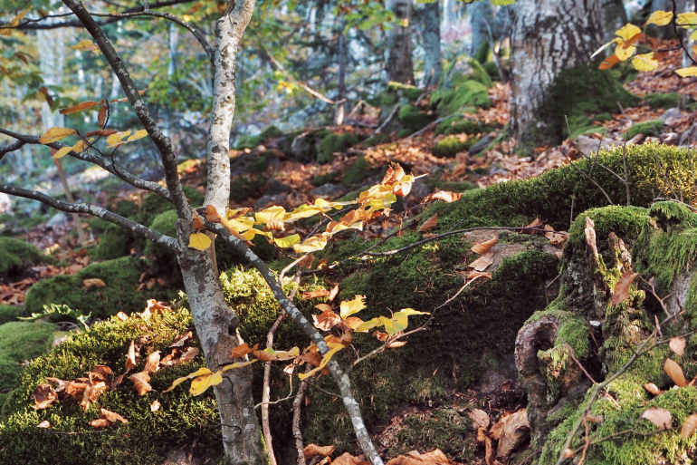 Forêt ardéchoise en automne