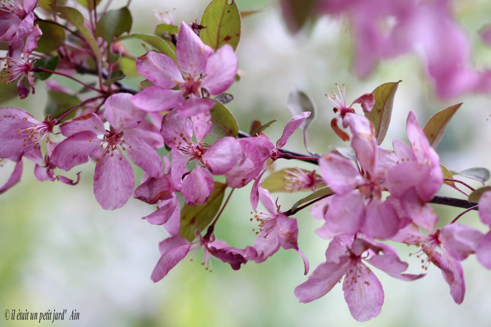 IL ETAIT UN PETIT JARD'AIN FOCUS PRUNUS MALUS TRESORUS