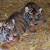 Carnet rose au Pal : Deux naissances de Tigres de Sumatra