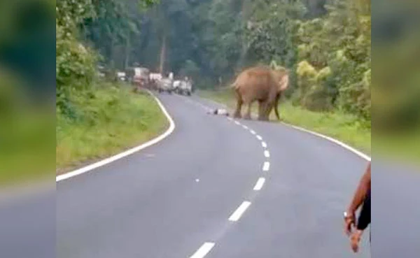 National, Tusker, West Bengal