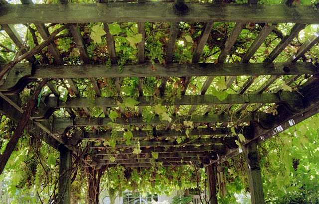 Pérgolas con plantas trepadoras Pérgolas con racimos de uva