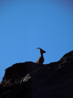 big horned sheep