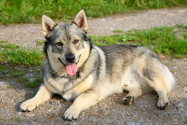 Wolf : Meet the Swedish Vallhund, an amazing looking dog with a 1000 years of history.