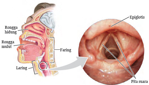 Sistem Pernapasan Manusia Imron Web Id Sistem Pernapasan Manusia Imron Web Id