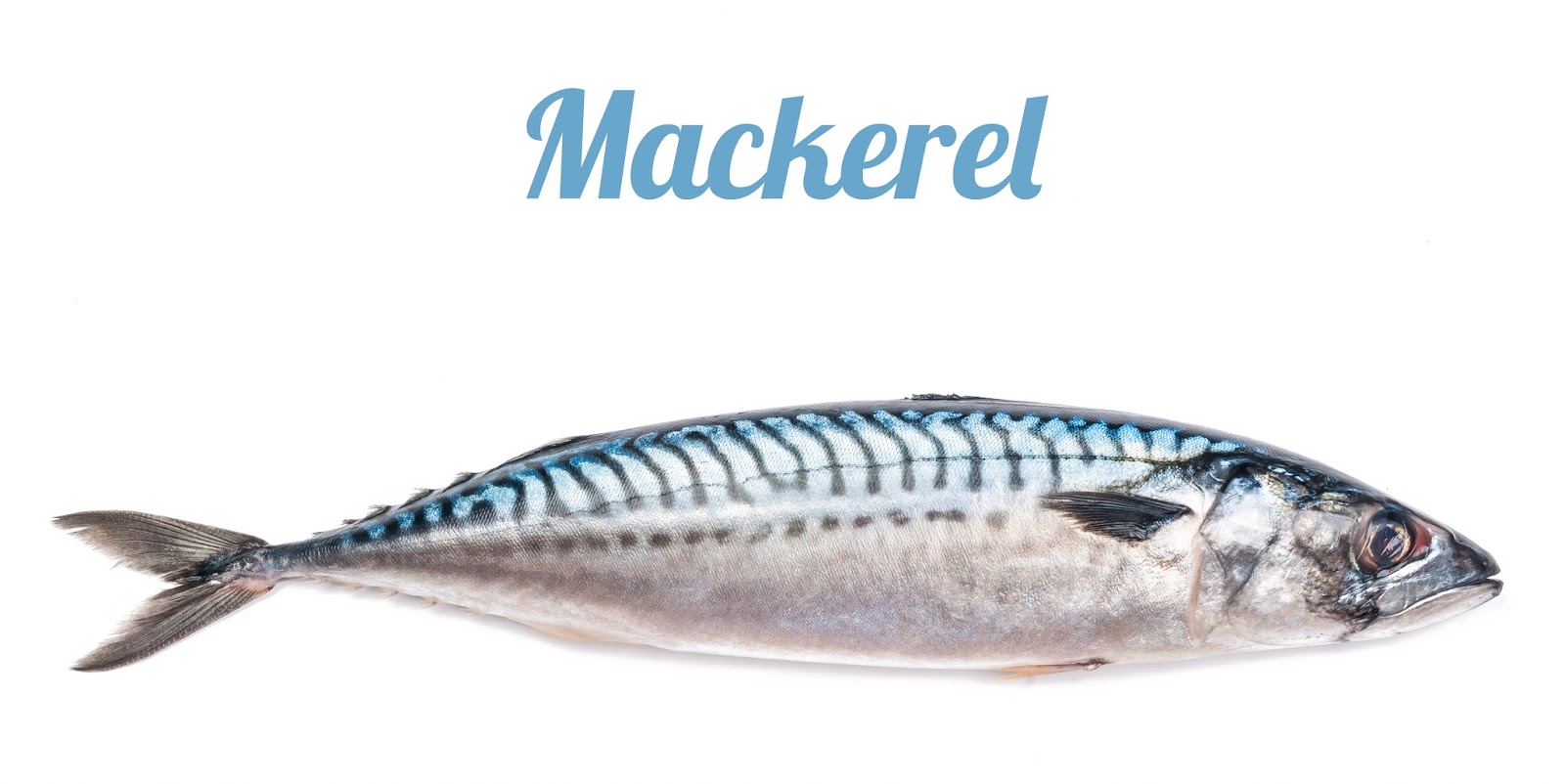 The Cuddlywumps Cat Chronicles Words with ster Mackerel and