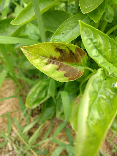 plants outdoors with one leaf that has large brown area in the middle of the leaf