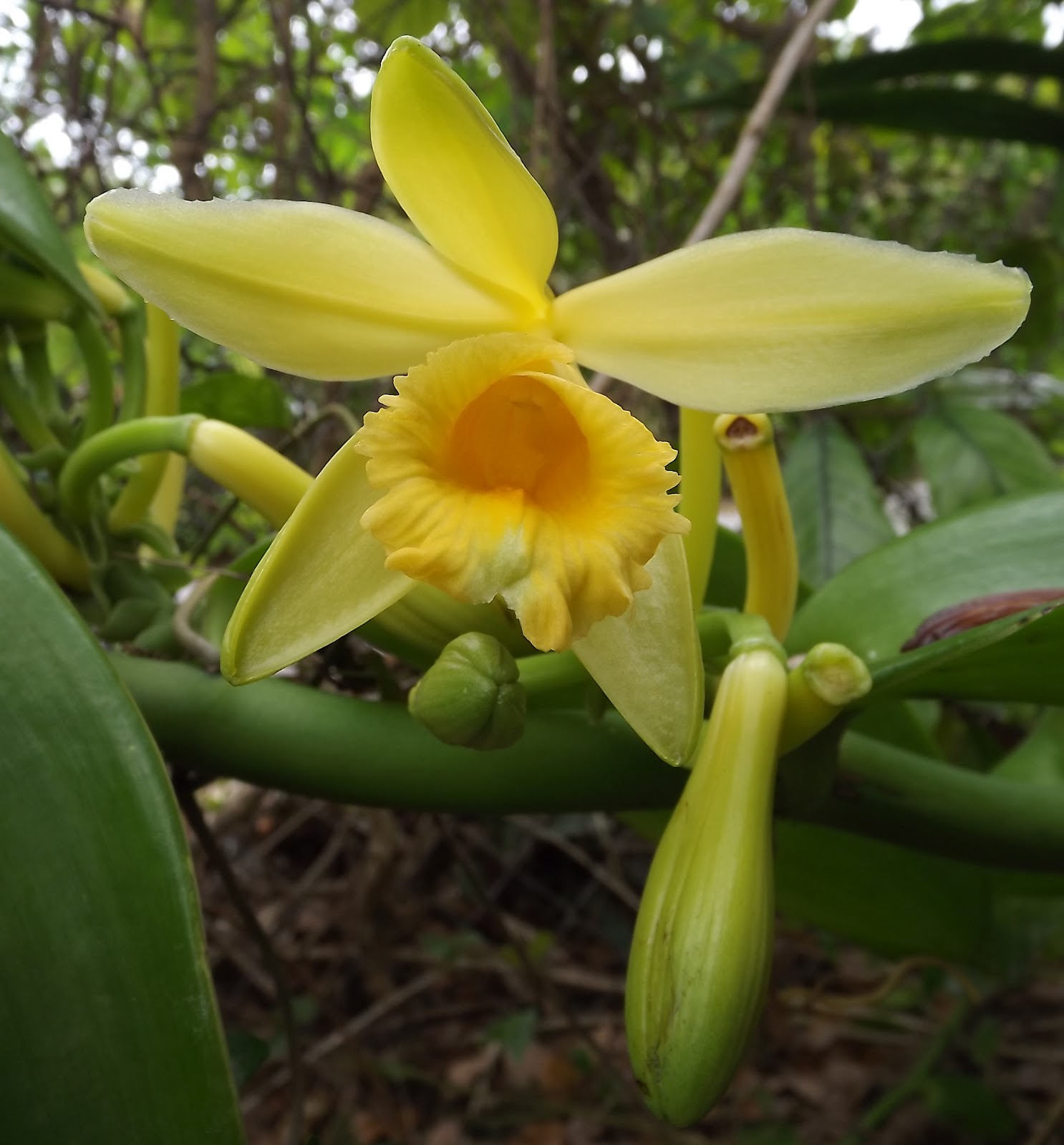 Vanilla plants. Орхидея Ванилла планифолия. Орхидея ваниль плосколистная. Ваниль плосколистная (Vanilla planifolia).