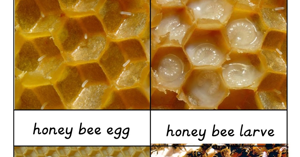 Honey Bee Life Cycle 3Part Cards In Our Pond