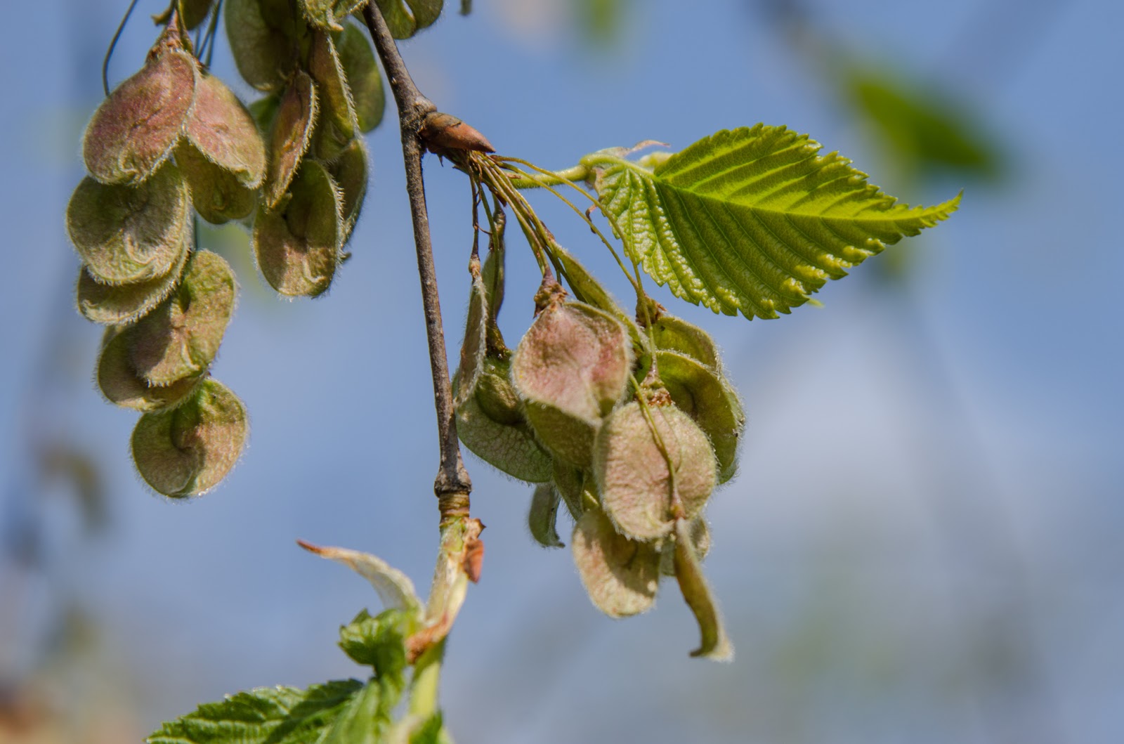 Ulmus laevis - Flatter-Ulme