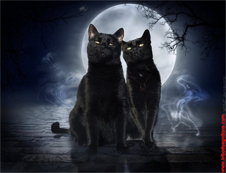 Two Black Cats Meaning Two Black Cats Meaning