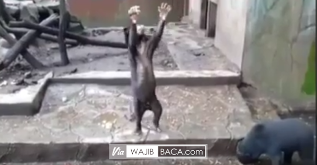 Miris! Di Kebun Binatang Bandung, Beruang Madu Kurus ini Memohon-mohon untuk Dilempari Makanan Oleh Pengunjung Miris! Di Kebun Binatang Bandung, Beruang Madu Kurus ini Memohon-mohon untuk Dilempari Makanan Oleh Pengunjung