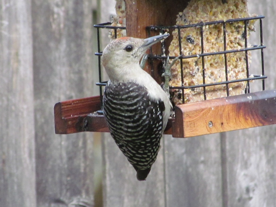 My Simple Life: Immature Red-Bellied Woodpecker
