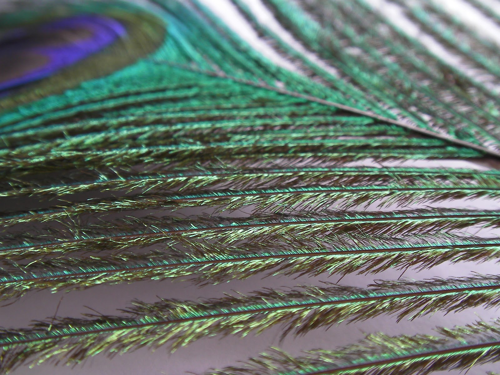 How To Tie Royal Wulff Dry Fly