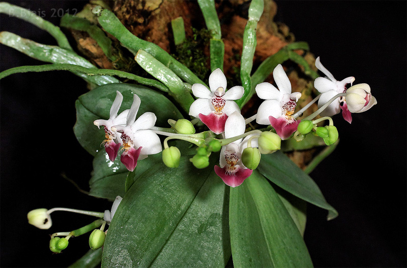 Grow and care Phalaenopsis parishii orchid Parish's Phalaenopsis