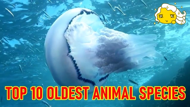 TOP 10 OLDEST ANIMAL SPECIES ON EARTH