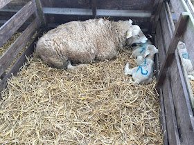 sheep and two baby lambs at Whitehouse Farm Morpeth 