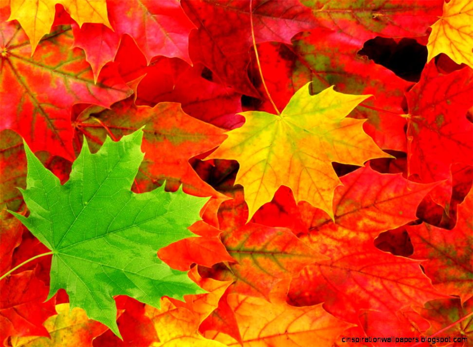 autumn desktop backgrounds   thumbgal