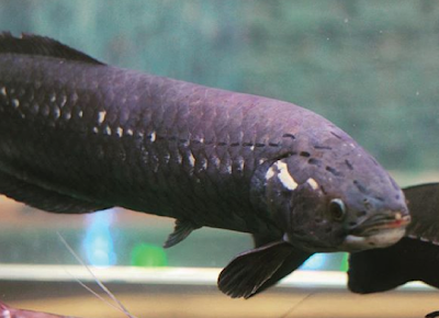 African Arowana Si Ikan Arwana Berkepala Bulat