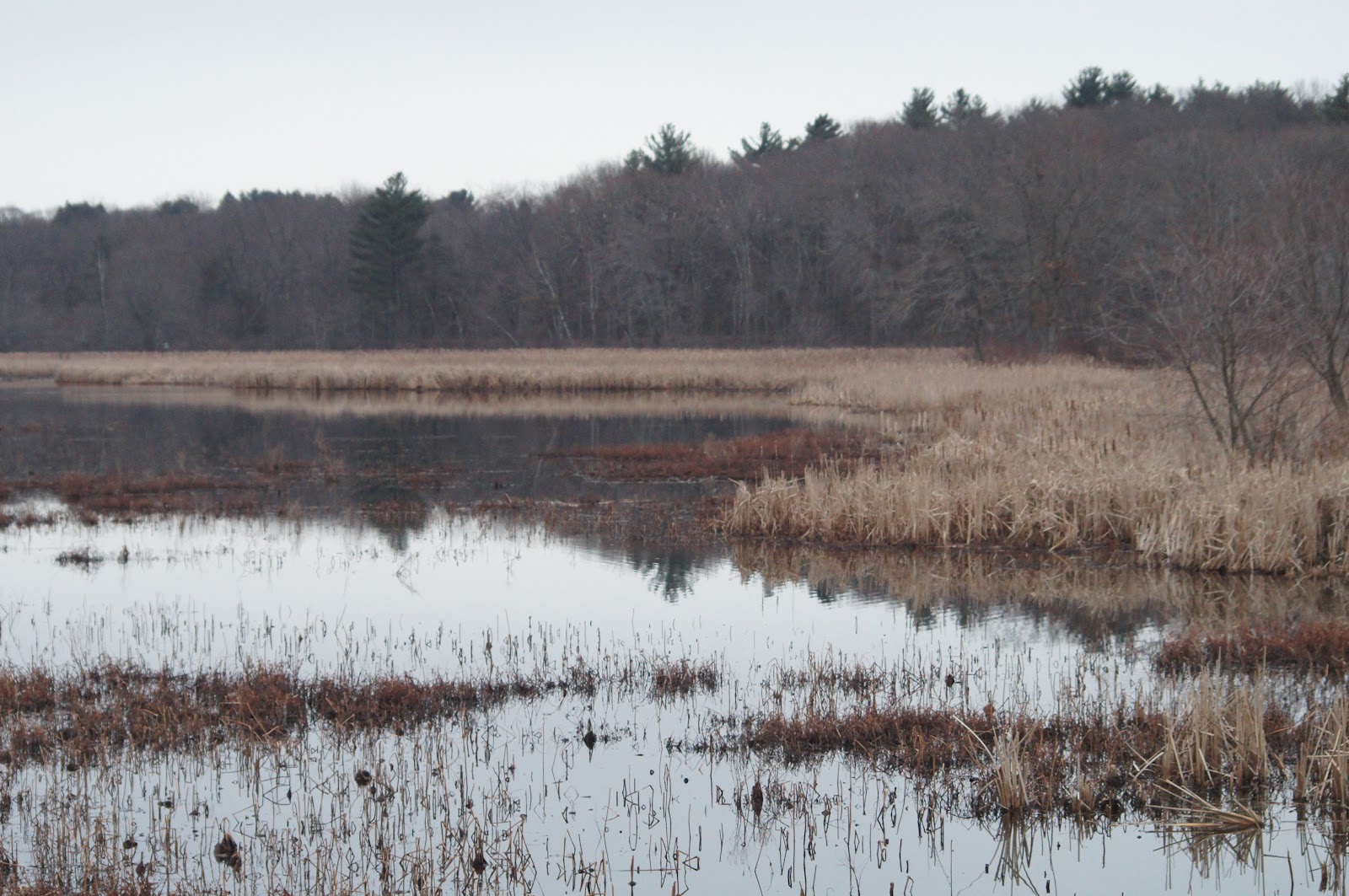 Things with Wings: Great Meadows National Wildlife Refuge
