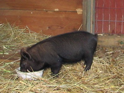 The Pig in the Pantry and Other Homeschool Tales