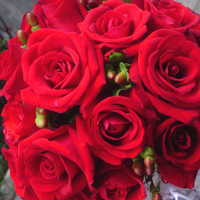 Porquê enviar Buquê de Rosas Vermelhas? - Blog Rebeca Flores