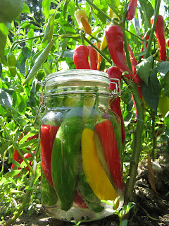 Ardei colorati murati