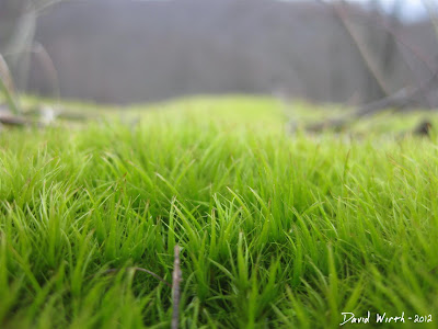 Grass Macro Photo