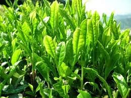 daun teh hijau