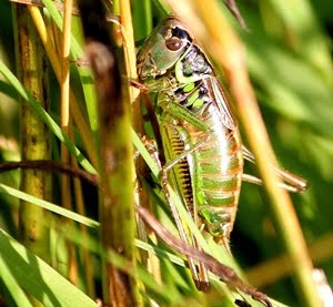 Roesel's Bush Cricket