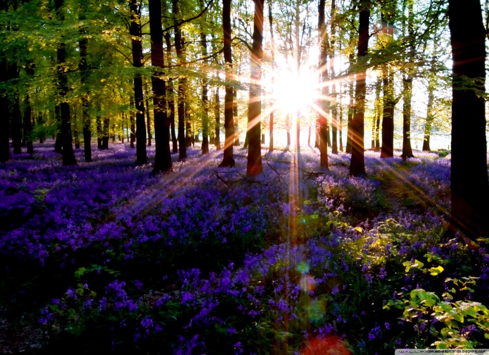 Forest Lens Flare Size 2048x1536 46515