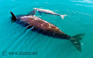 Avistaje de Ballena, con mar planchado. Un lujo de la Patagonia Argentina