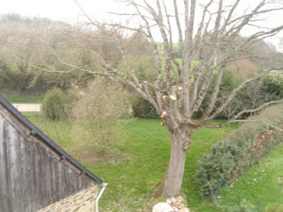 Pollarded oak tree and rear garden, taken from the roof of the Gite