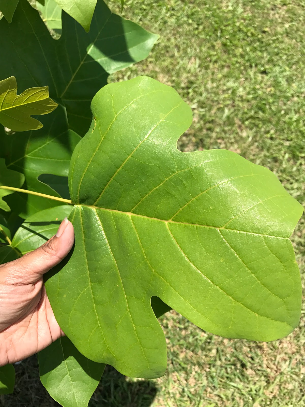 How Quickly Does A Tulip Poplar Grow Yearly? Mom Files