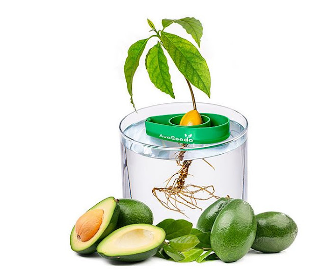 Avocado Tree Starter Kit 